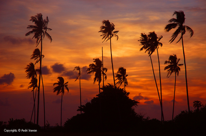 Fotografer:  Andri Irawan 5