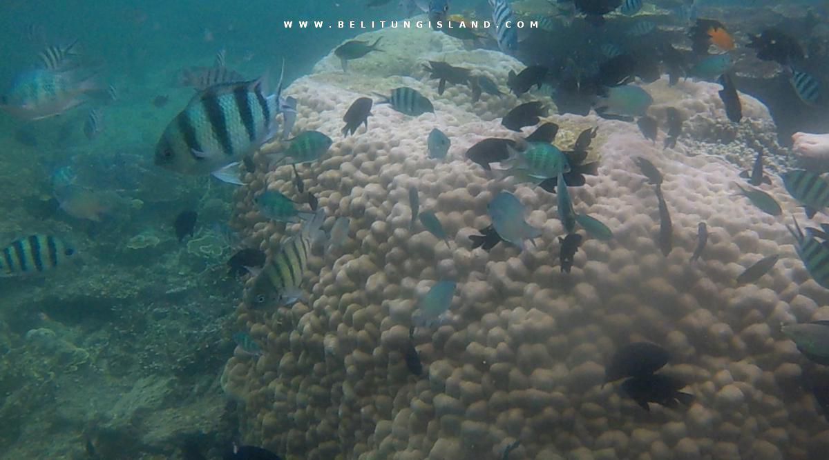 belitung image